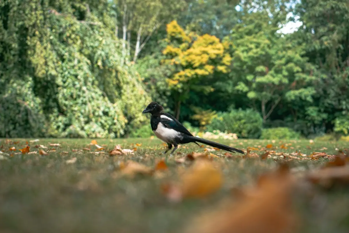 A black and white bird standing on top of a grass covered field